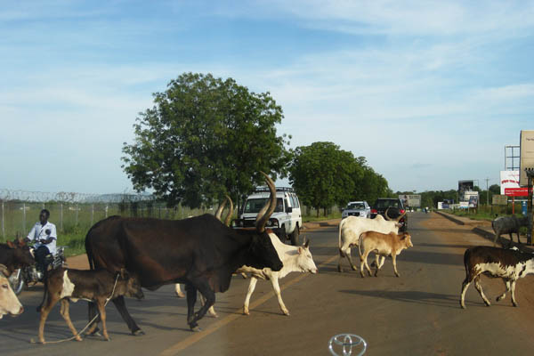 Cattle in Juba, South Sudan